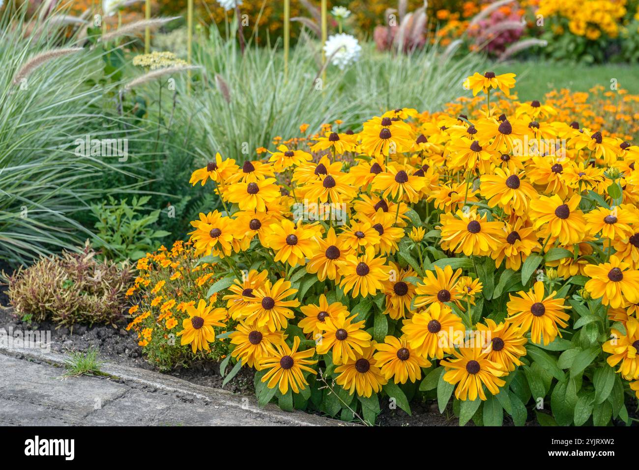 Sonnenhut Rudbeckia hirta Estate indiana, Coneflower Rudbeckia hirta Estate indiana Foto Stock