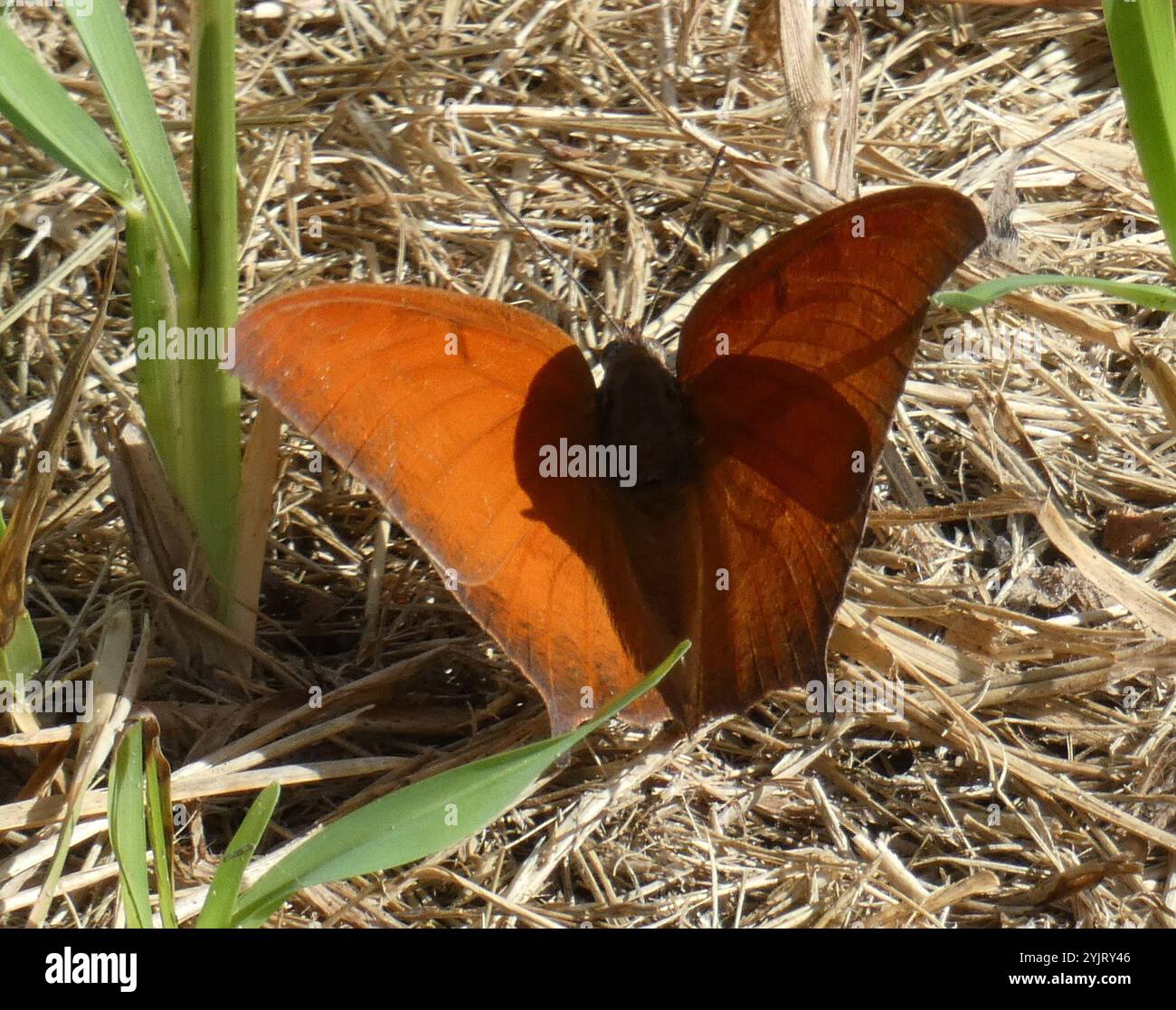 Leafwing di alghe di capra (Anaea andria) Foto Stock