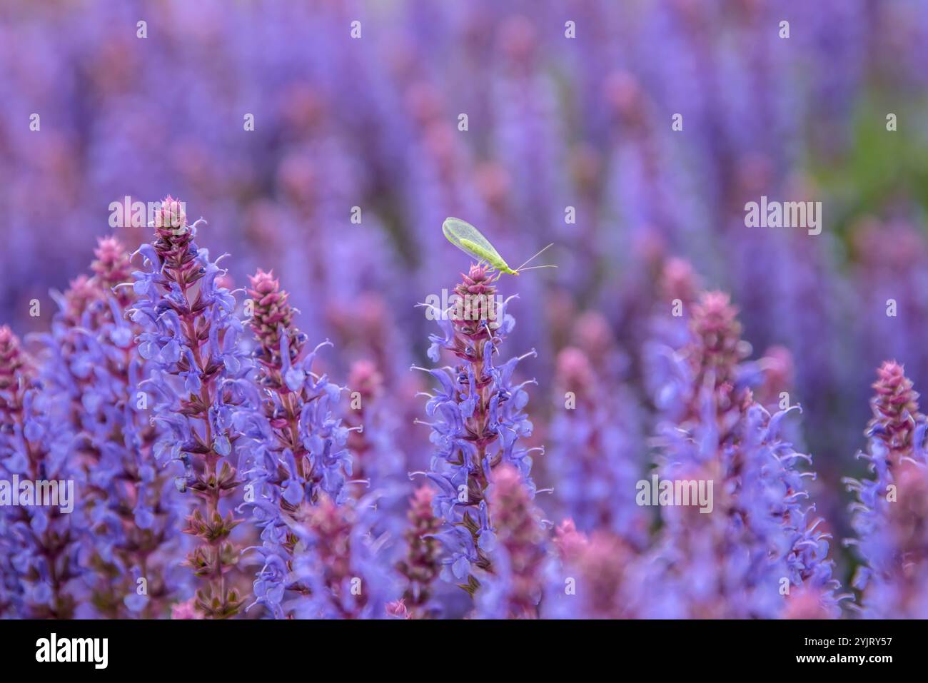 Steppen-Salbei Salvia nemorosa Blauhuegel, salvia delle steppe Salvia nemorosa Blue Hill, salvia delle steppe Salvia nemorosa Blauhuegel, salvia delle steppe Salvia nemorosa Foto Stock