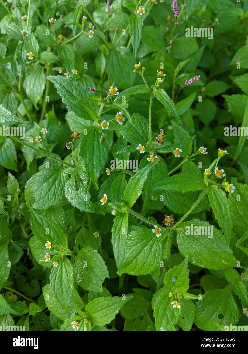 Soldato shaggy (Galinsoga quadriradiata) Foto Stock