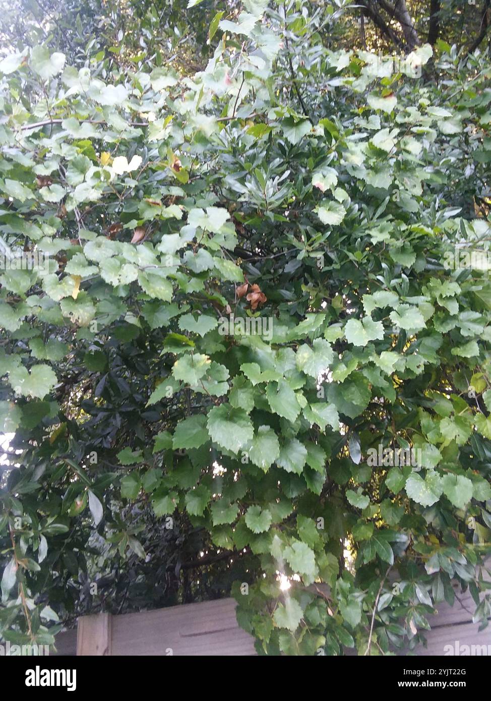 Muscadina (Vitis rotundifolia) Foto Stock