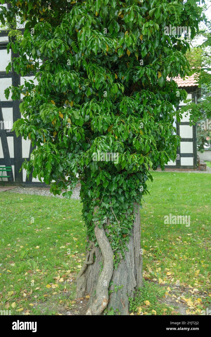 Gewoehnlicher Efeu Hedera, Efeu Helix, Altersform Foto Stock