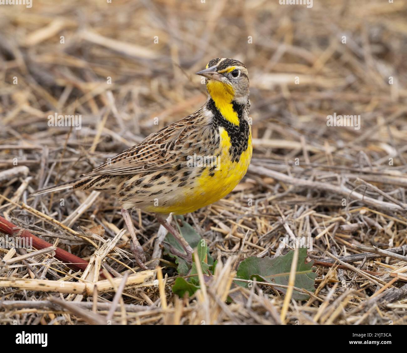 WESTERN Meadowlark (Sturnella neglecta) Glenn County, California Foto Stock