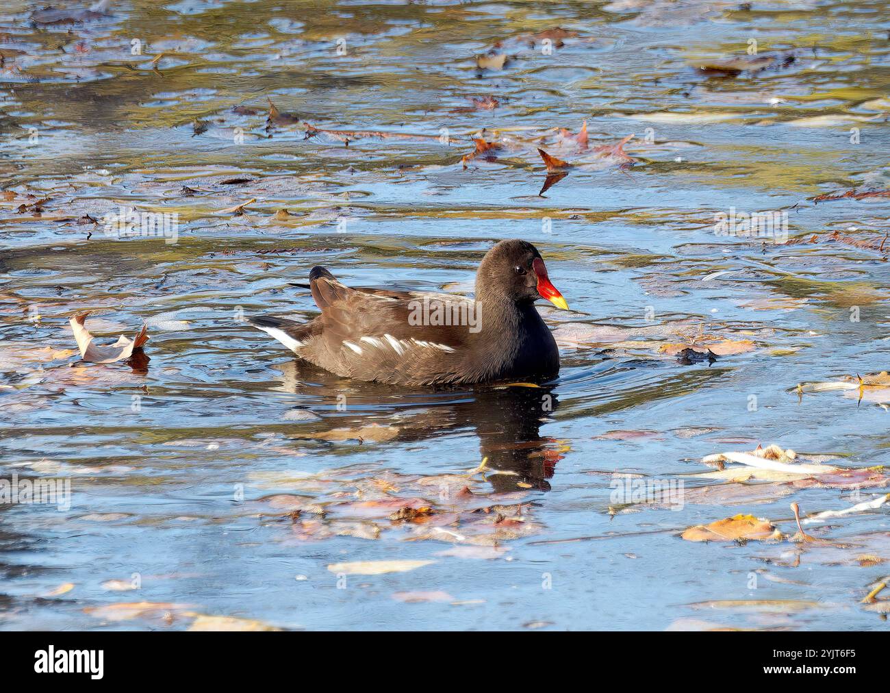 Galline moorhen, galline d'acqua o pollo palude, Teichralle, Gallinule poule-d'eau, Gallinula chloropus, vízityúk, Ungheria, Magyarország, Europa Foto Stock