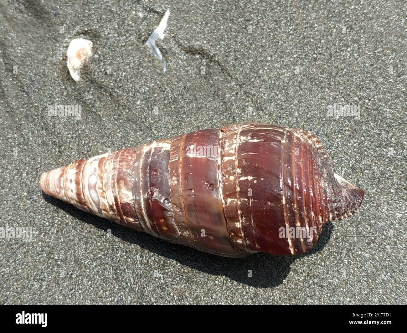 Mangrovie giganti Whelk (Terebralia palustris) Foto Stock