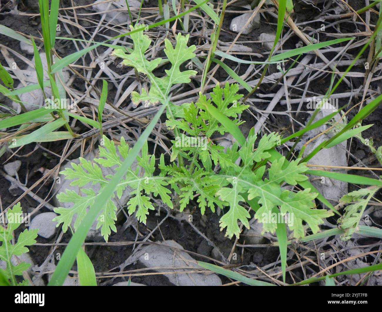 Santa Maria feverfew (Parthenium hysterophorus) Foto Stock