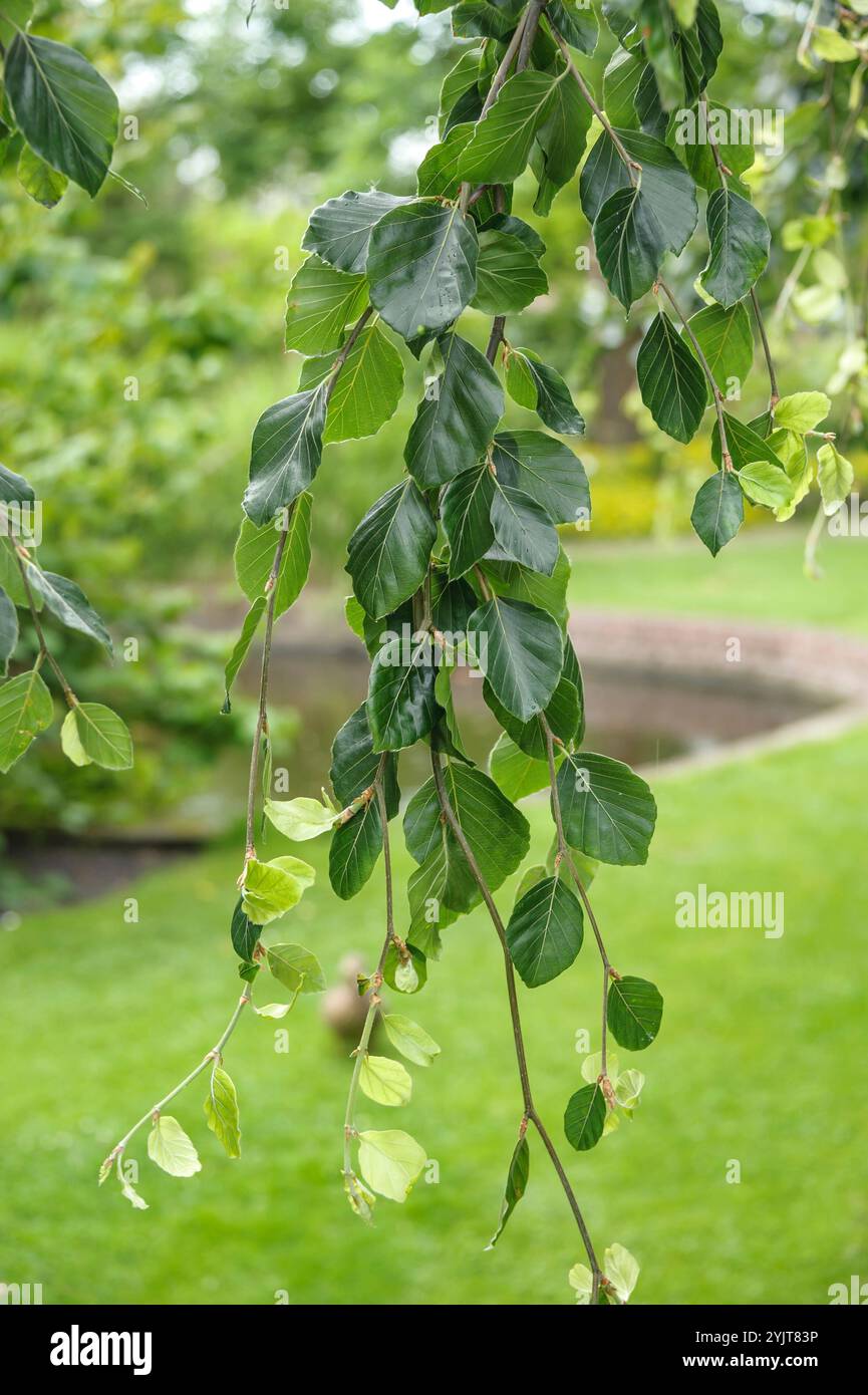 Trauer-Buche Fagus sylvatica Pendula Foto Stock