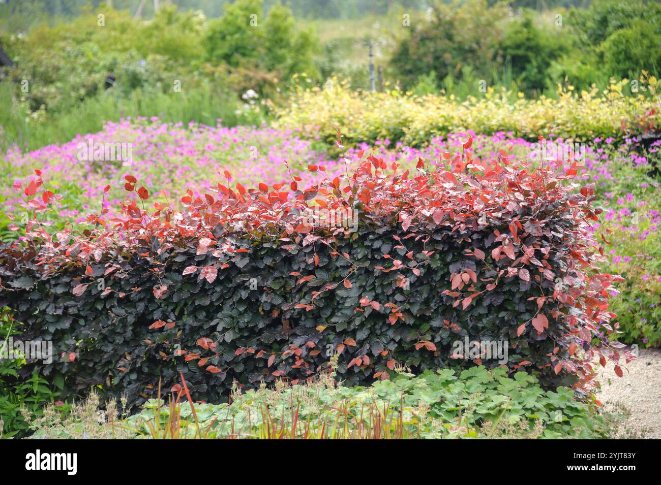 Blut-Buche Fagus sylvatica Atropunicea Foto Stock