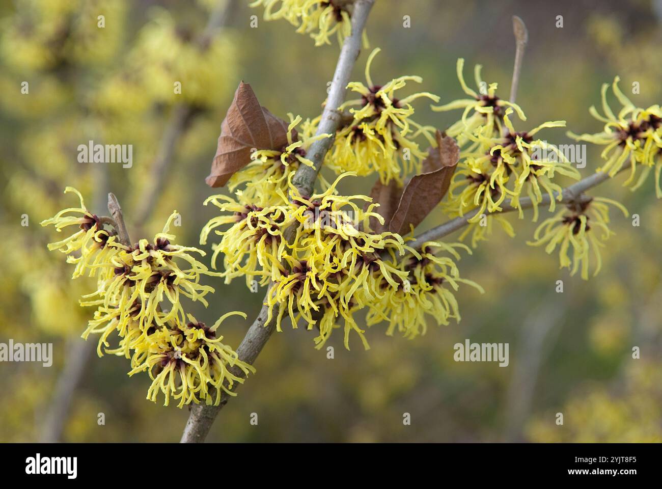 Zaubernuss Hamamelis intermedia Primavera Foto Stock