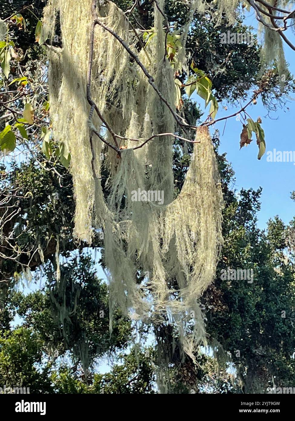 Lichene di pizzo (Ramalina menziesii) Foto Stock