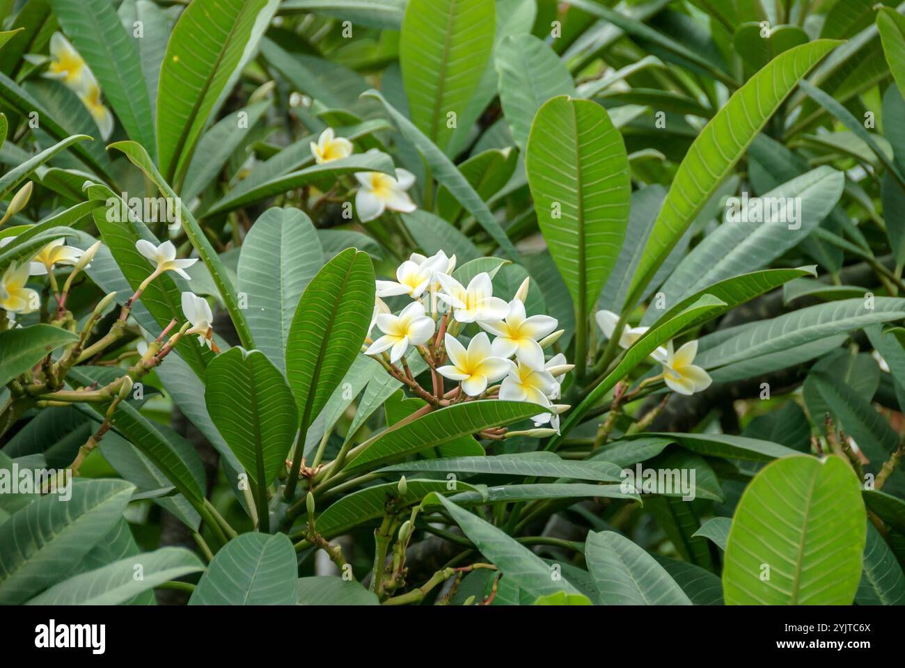 Westindische Frangipani, Plumeria alba, Plumeria alba, Plumeria alba Foto Stock
