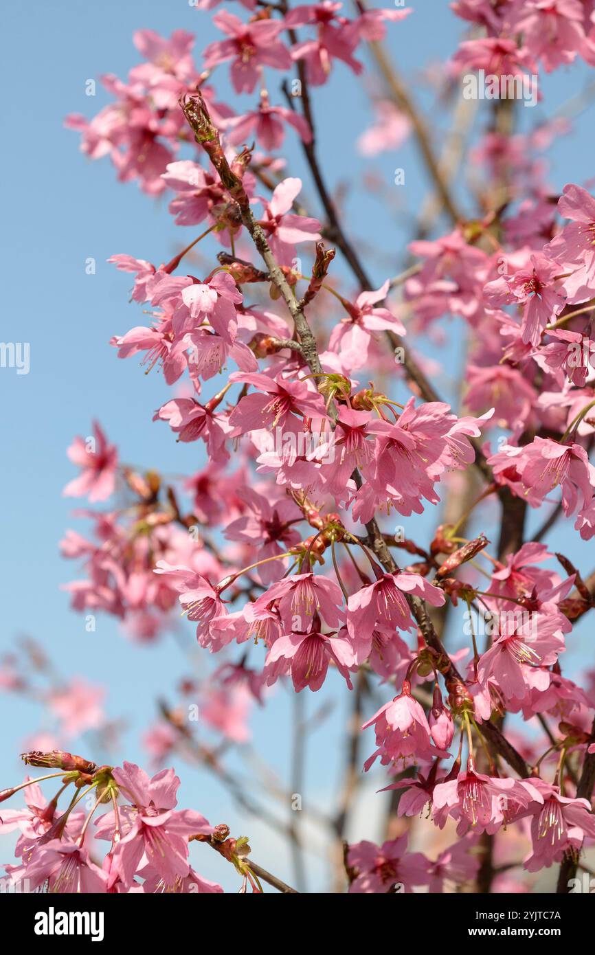 Zier-Kirsche, Prunus Collingwood Ingram, Ornamental Cherry, Prunus Collingwood Ingram Foto Stock