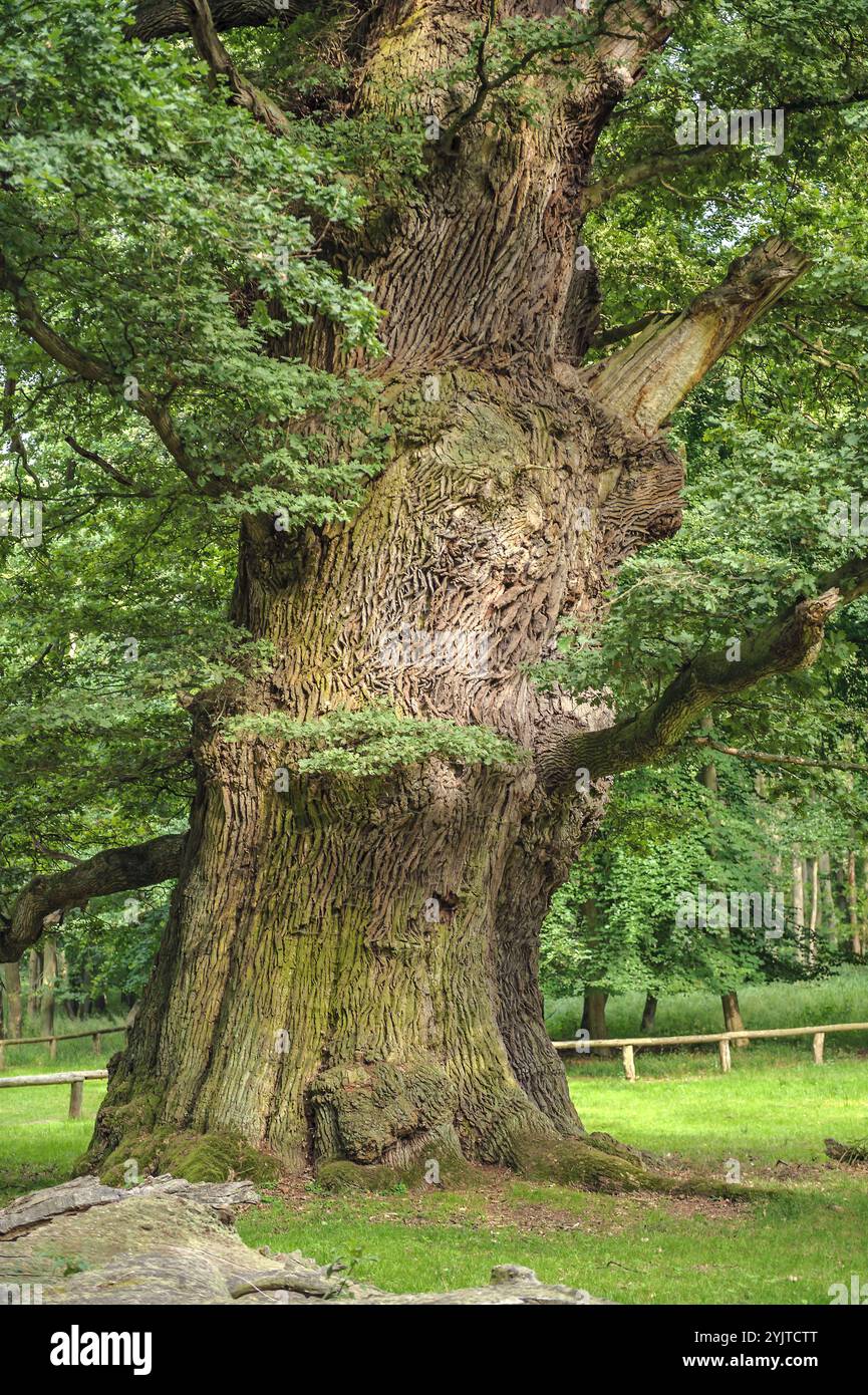 Ivenacker Eichen, Stiel-Eiche , Quercus robur, Ivenacker querce, rovere inglese, Quercus robur Foto Stock