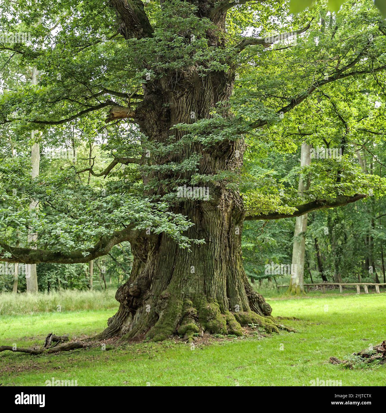 Ivenacker Eichen, Stiel-Eiche , Quercus robur, Ivenacker querce, rovere inglese, Quercus robur Foto Stock