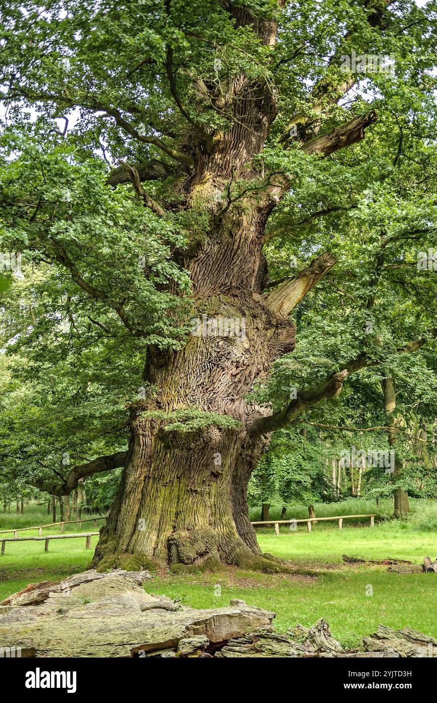 Ivenacker Eichen, Stiel-Eiche , Quercus robur, Ivenacker querce, rovere inglese, Quercus robur Foto Stock