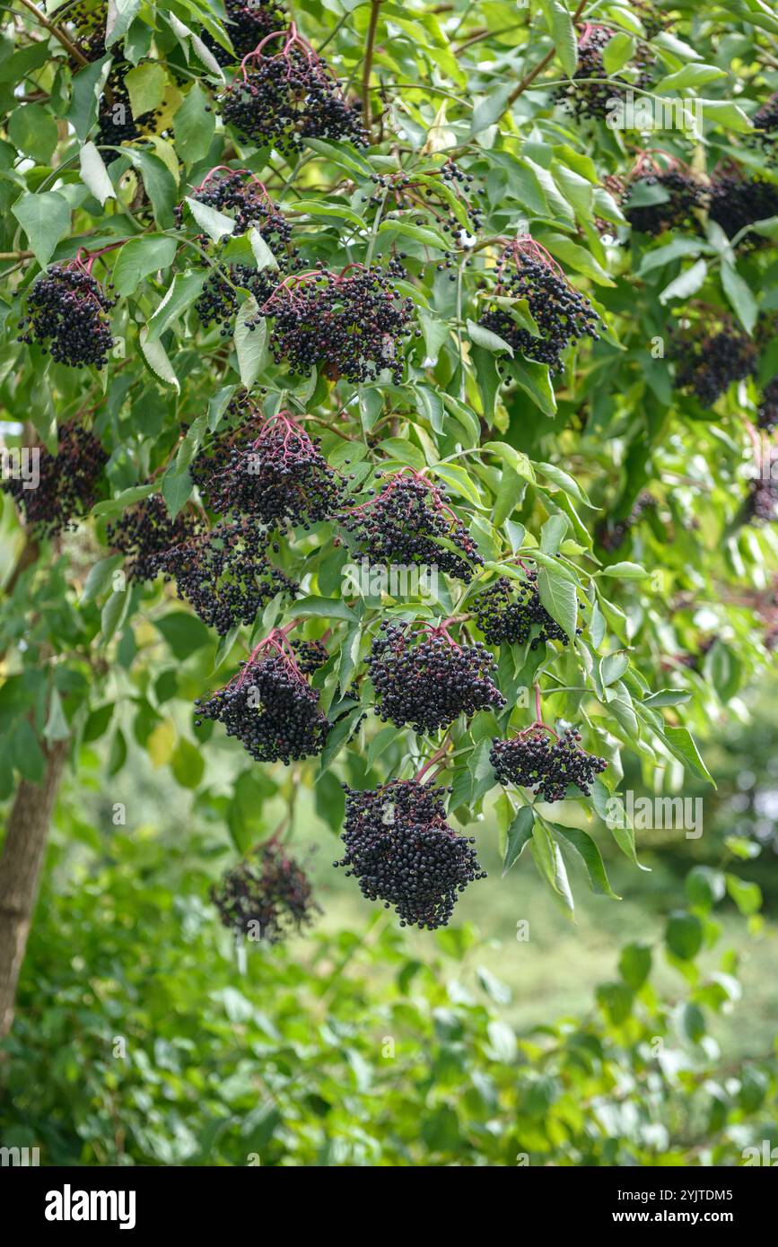Schwarzer Holunder, Sambucus nigra, Elderberry, Sambucus nigra Foto Stock