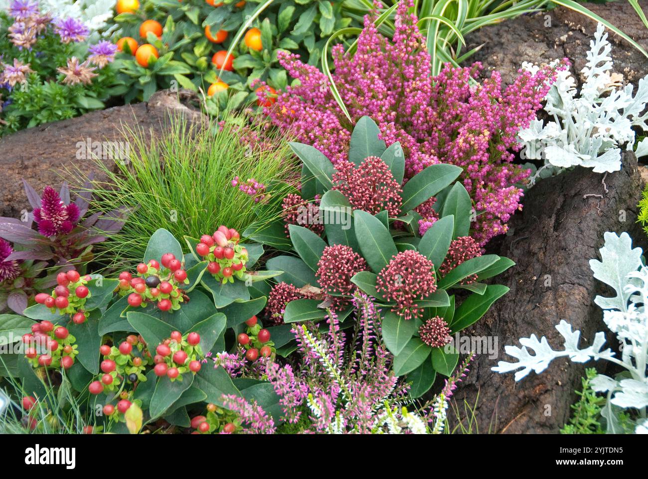 Herbstbepflanzung, Skimmia japonica Rubella, Johanniskraut, Hypericum × inodorum MAGICA STELLA ROSSA, Glockenheide, Erica gracilis, piantagione caduta, Skimmi Foto Stock