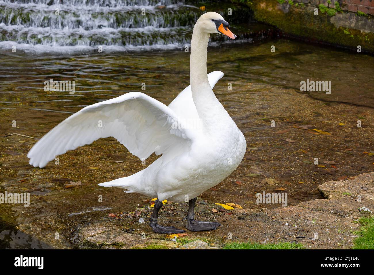 Un bel cigno sul lato del lago che si prepara Foto Stock