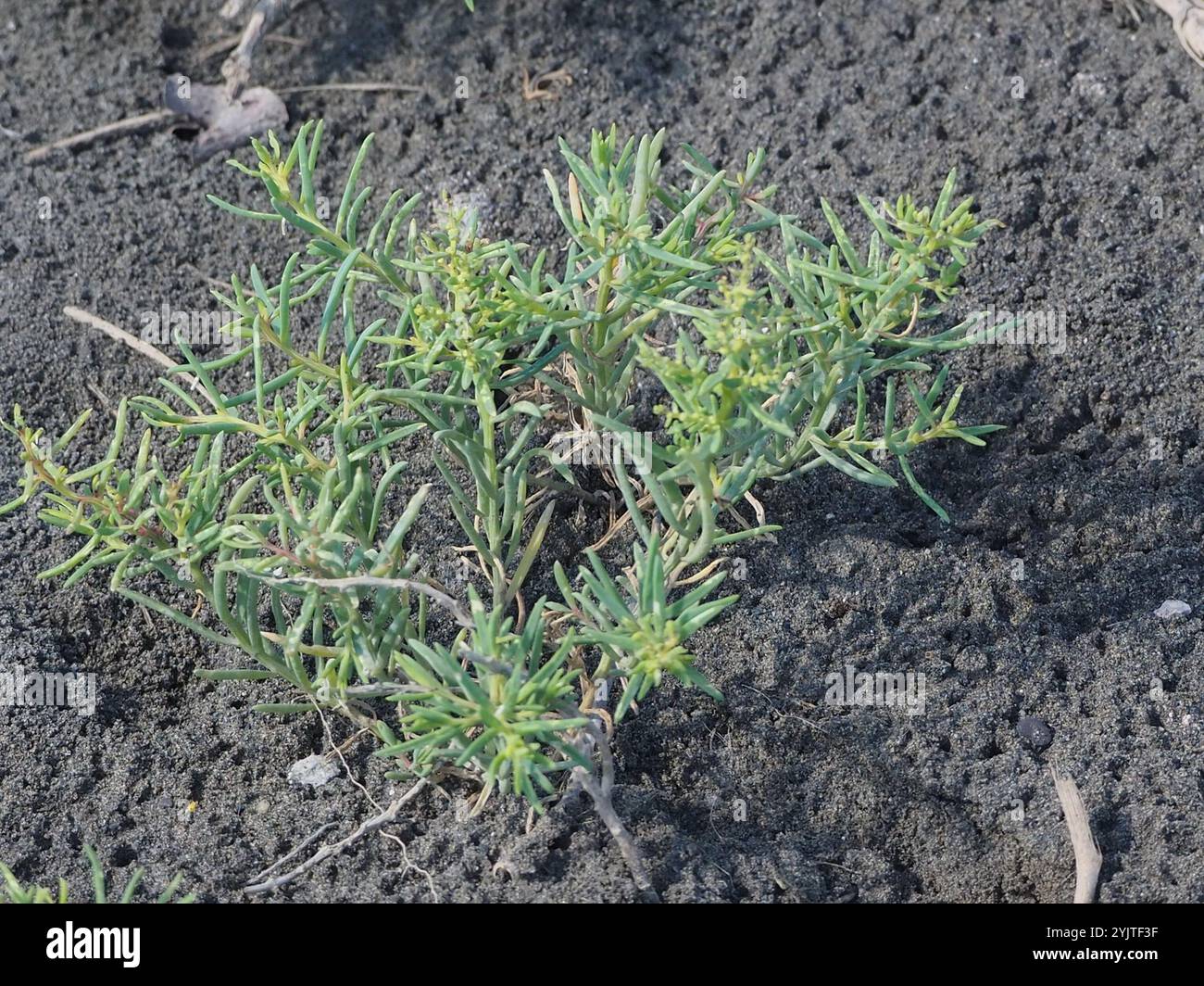 Alghe erbacee (Suaeda maritima) Foto Stock