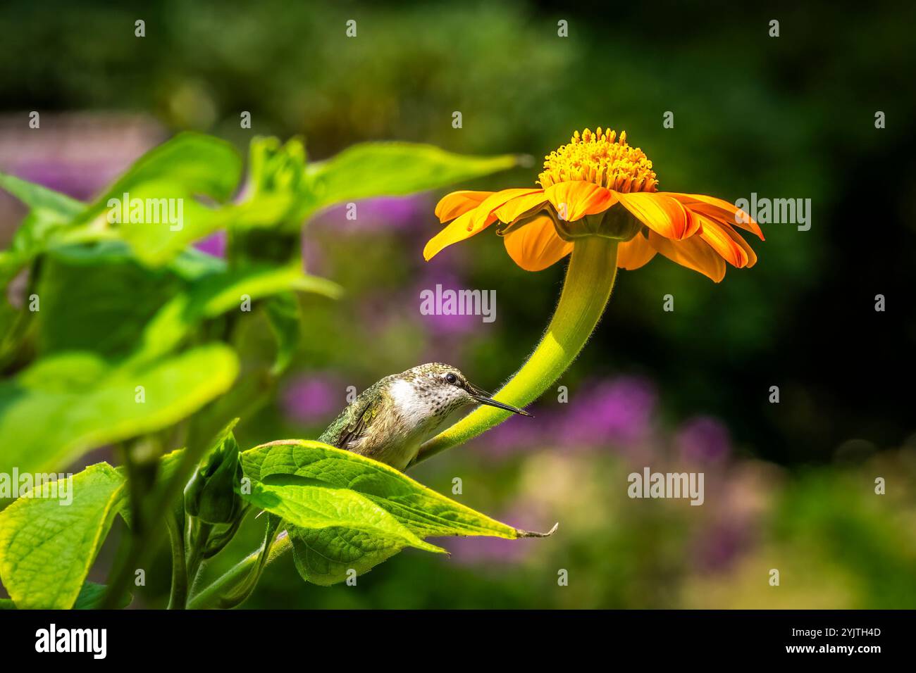 Hummingbird nel Thuya Garden, un giardino erbaceo semi-formale sull'isola di Mount Desert nel Northeast Harbor Maine USA Foto Stock