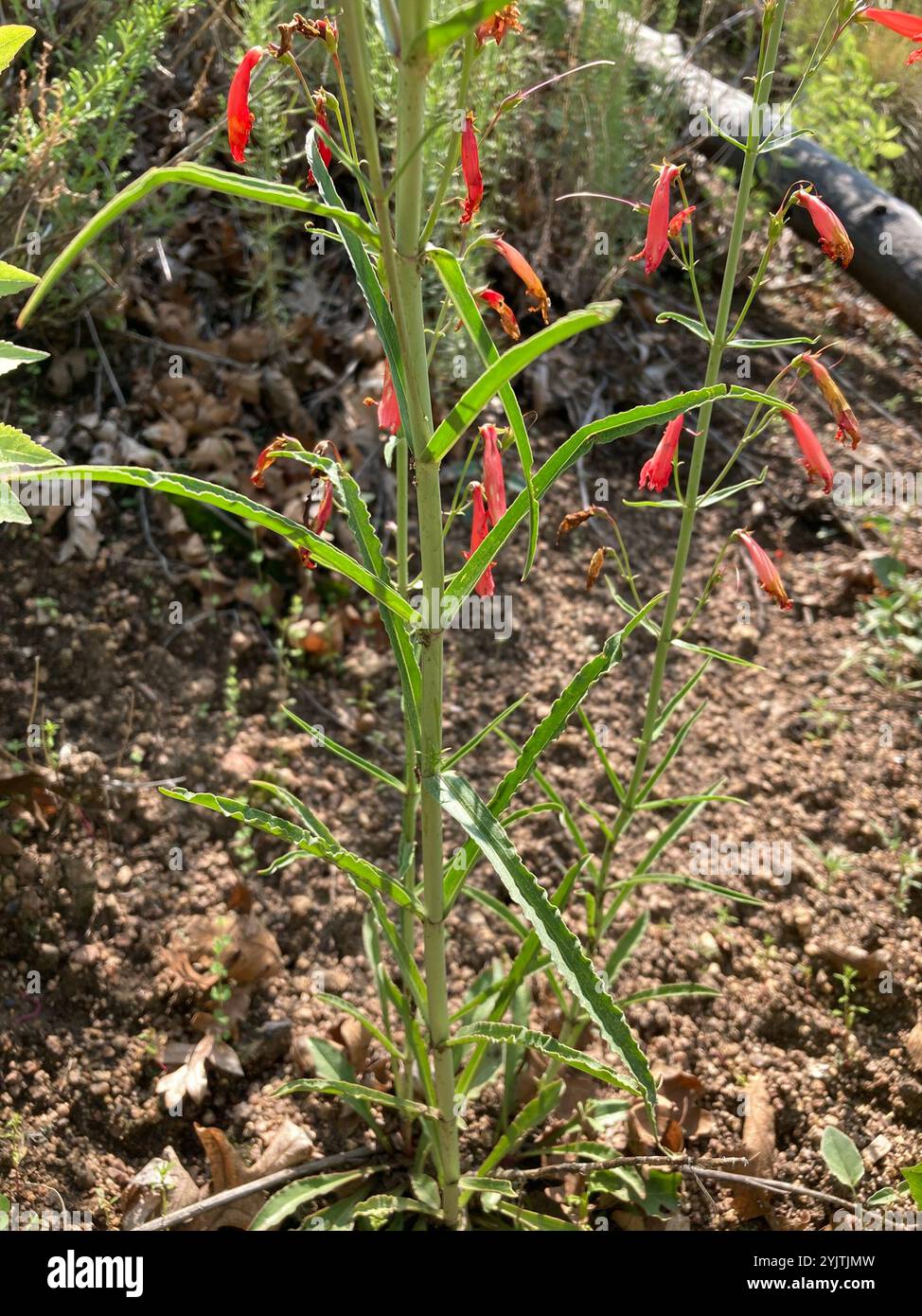 Penstemon Beardlip (Penstemon barbatus) Foto Stock