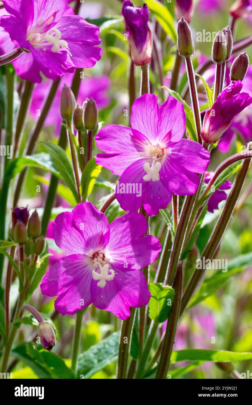 Great Willowhile (epilobium hirsutum), ravvicinate i fiori rosa della comune pianta sul mare retroilluminata dal sole. Foto Stock