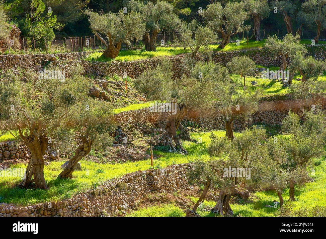 Uliveto di sa Serra de Son Moragues. Valldemossa. Tramuntana, Mallorca. Baleari. Spagna. Foto Stock