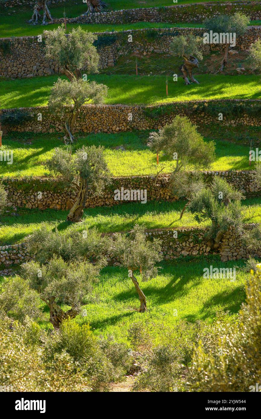 Uliveto di sa Serra de Son Moragues. Valldemossa. Tramuntana, Mallorca. Baleari. Spagna. Foto Stock