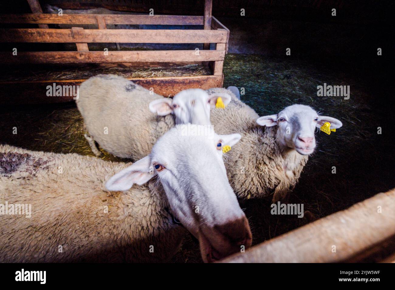 Pecore in un fienile, sin, Sobrarbe, Huesca, Aragona, Pirenei, Spagna Foto Stock