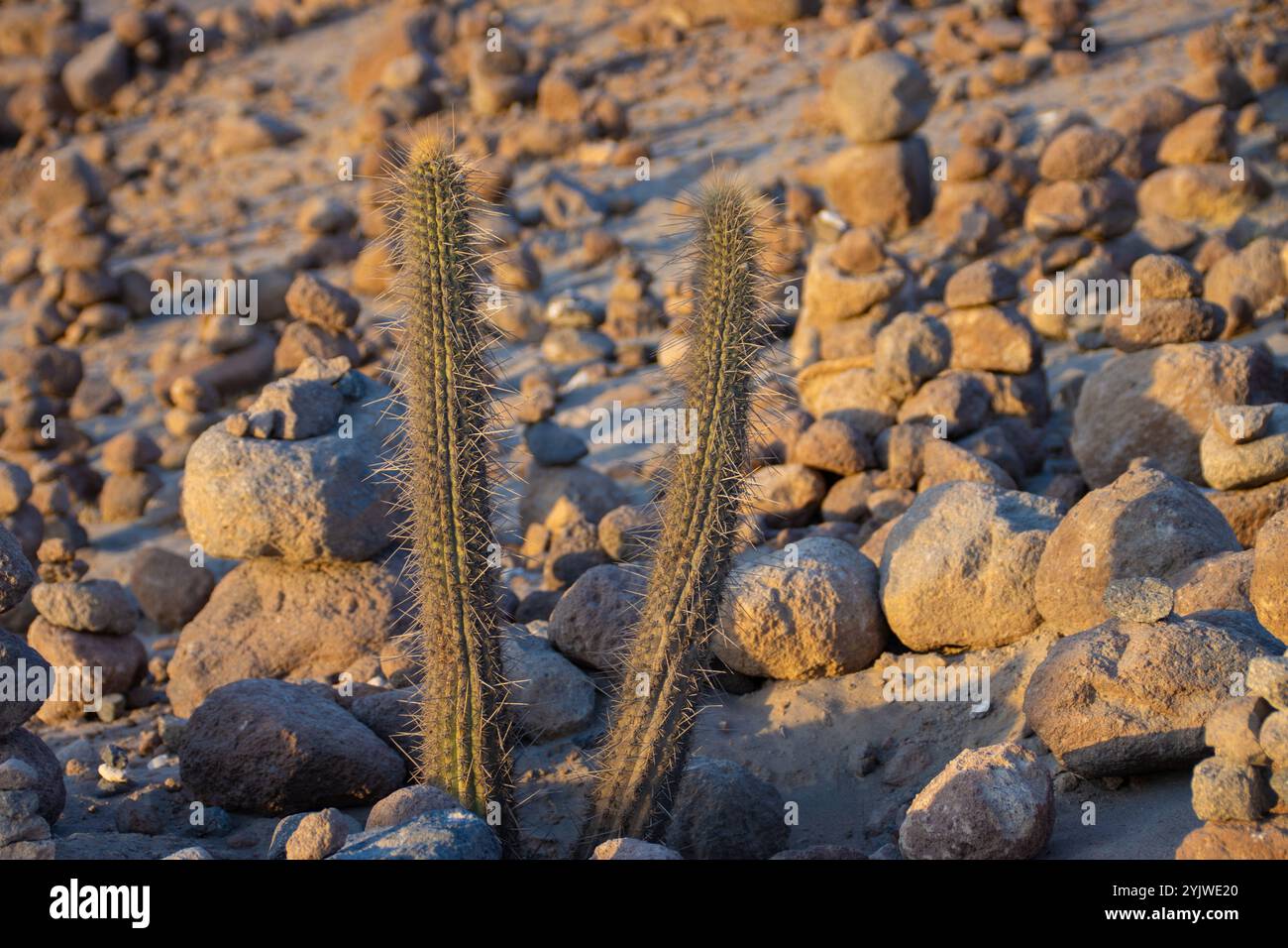 Cactus circondato da pietre Foto Stock