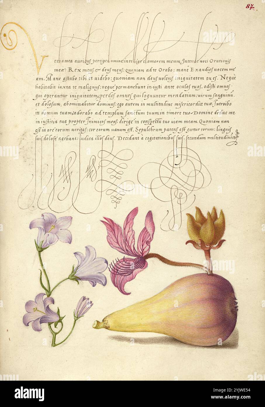 Ruttle, Dittany e Pere; mira calligraphiae monumenta, 1561-1562; illuminazione aggiunta 1591-1596. Informazioni aggiuntive: Negli anni '1500, quando la stampa divenne il metodo più comune per produrre libri, gli intellettuali apprezzarono sempre più l'inventiva degli scribi e le qualità estetiche della scrittura. Dal 1561 al 1562, Georg Bocskay, segretario di corte dell'imperatore del Sacro Romano Impero Ferdinando i, creò questo Model Book of Calligraphy per dimostrare la sua padronanza tecnica dell'immensa gamma di stili di scrittura a lui noti. L'imperatore Rodolfo II commissionò a Joris Hoefnagel di illuminare il boo modello di Bocskay Foto Stock