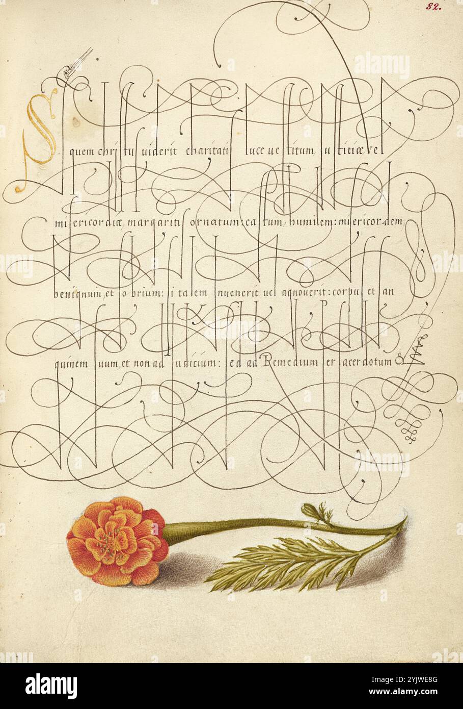 Marigold francese; mira calligraphiae monumenta, 1561-1562; illuminazione aggiunta 1591-1596. Informazioni aggiuntive: Negli anni '1500, quando la stampa divenne il metodo più comune per produrre libri, gli intellettuali apprezzarono sempre più l'inventiva degli scribi e le qualità estetiche della scrittura. Dal 1561 al 1562, Georg Bocskay, segretario di corte dell'imperatore del Sacro Romano Impero Ferdinando i, creò questo Model Book of Calligraphy per dimostrare la sua padronanza tecnica dell'immensa gamma di stili di scrittura a lui noti. L'imperatore Rodolfo II in seguito commissionò a Joris Hoefnagel di illuminare il libro modello di Bocskay. Hoefnage Foto Stock