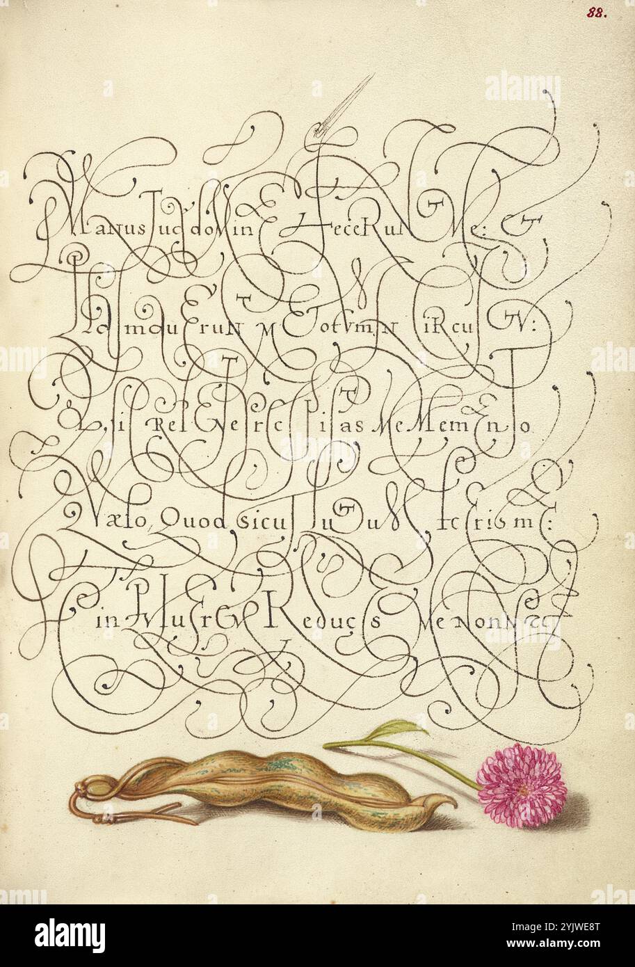 Fagiolo renale e margherita inglese; mira calligraphiae monumenta, 1561-1562; illuminazione aggiunta 1591-1596. Informazioni aggiuntive: Negli anni '1500, quando la stampa divenne il metodo più comune per produrre libri, gli intellettuali apprezzarono sempre più l'inventiva degli scribi e le qualità estetiche della scrittura. Dal 1561 al 1562, Georg Bocskay, segretario di corte dell'imperatore del Sacro Romano Impero Ferdinando i, creò questo Model Book of Calligraphy per dimostrare la sua padronanza tecnica dell'immensa gamma di stili di scrittura a lui noti. L'imperatore Rodolfo II commissionò a Joris Hoefnagel di illuminare il modello di Bocskay Foto Stock
