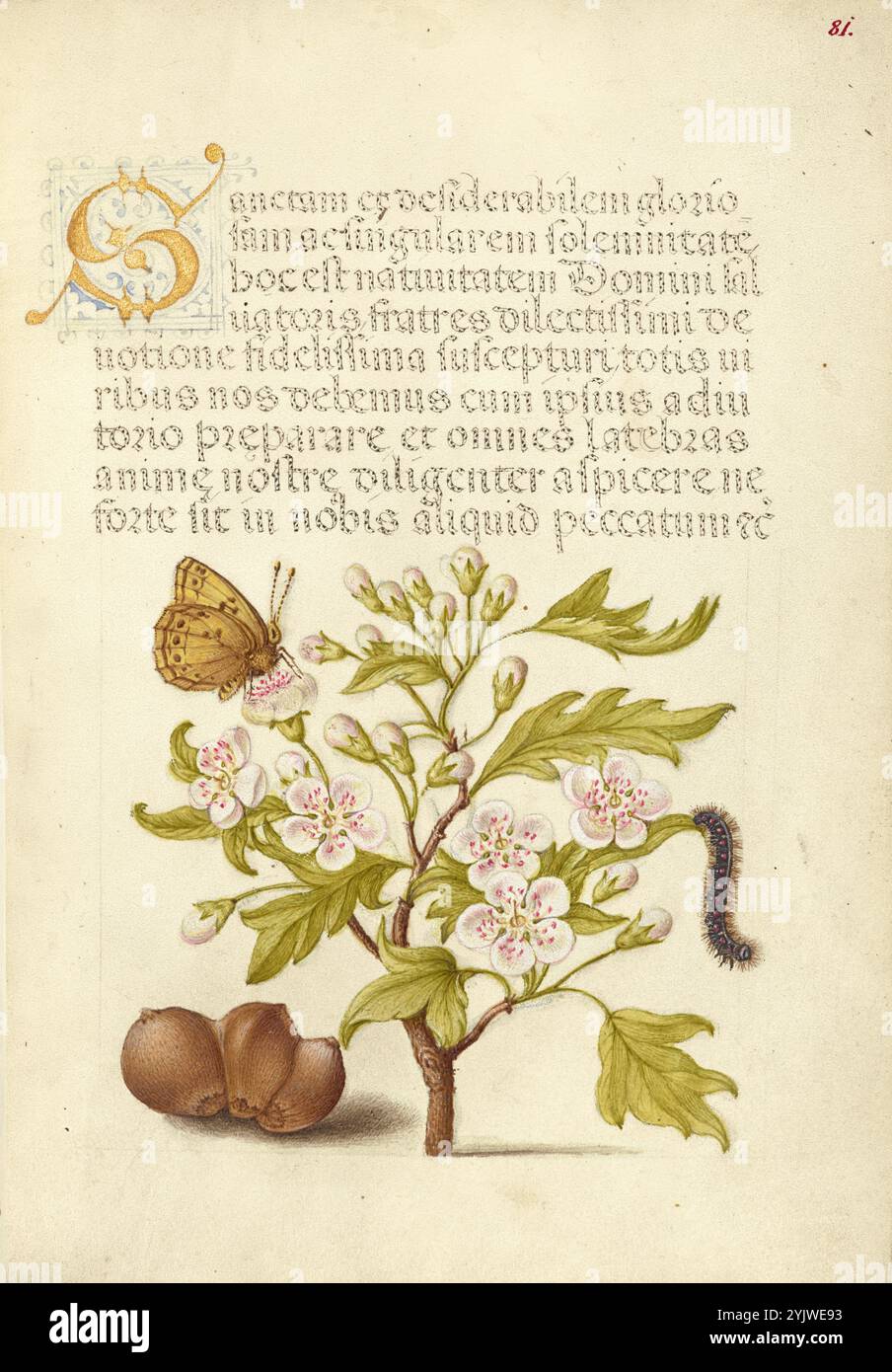 Insetto, Biancospino inglese, Caterpillar e European Filbert; mira calligraphiae monumenta, 1561-1562; illuminazione aggiunta 1591-1596. Informazioni aggiuntive: Negli anni '1500, quando la stampa divenne il metodo più comune per produrre libri, gli intellettuali apprezzarono sempre più l'inventiva degli scribi e le qualità estetiche della scrittura. Dal 1561 al 1562, Georg Bocskay, segretario di corte dell'imperatore del Sacro Romano Impero Ferdinando i, creò questo Model Book of Calligraphy per dimostrare la sua padronanza tecnica dell'immensa gamma di stili di scrittura a lui noti. L'imperatore Rodolfo II in seguito commissionò Joris Hoefnagel Foto Stock