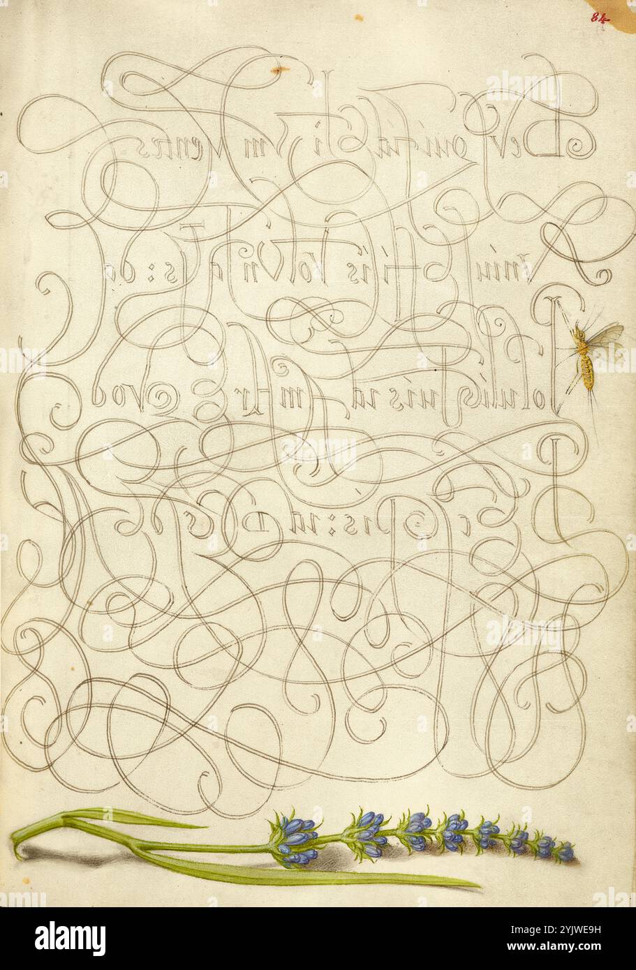 Insetto e Hyssop; mira calligraphiae monumenta, 1561-1562; illuminazione aggiunta 1591-1596. Informazioni aggiuntive: Negli anni '1500, quando la stampa divenne il metodo più comune per produrre libri, gli intellettuali apprezzarono sempre più l'inventiva degli scribi e le qualità estetiche della scrittura. Dal 1561 al 1562, Georg Bocskay, segretario di corte dell'imperatore del Sacro Romano Impero Ferdinando i, creò questo Model Book of Calligraphy per dimostrare la sua padronanza tecnica dell'immensa gamma di stili di scrittura a lui noti. L'imperatore Rodolfo II in seguito commissionò a Joris Hoefnagel di illuminare il libro modello di Bocskay. Hoefna Foto Stock