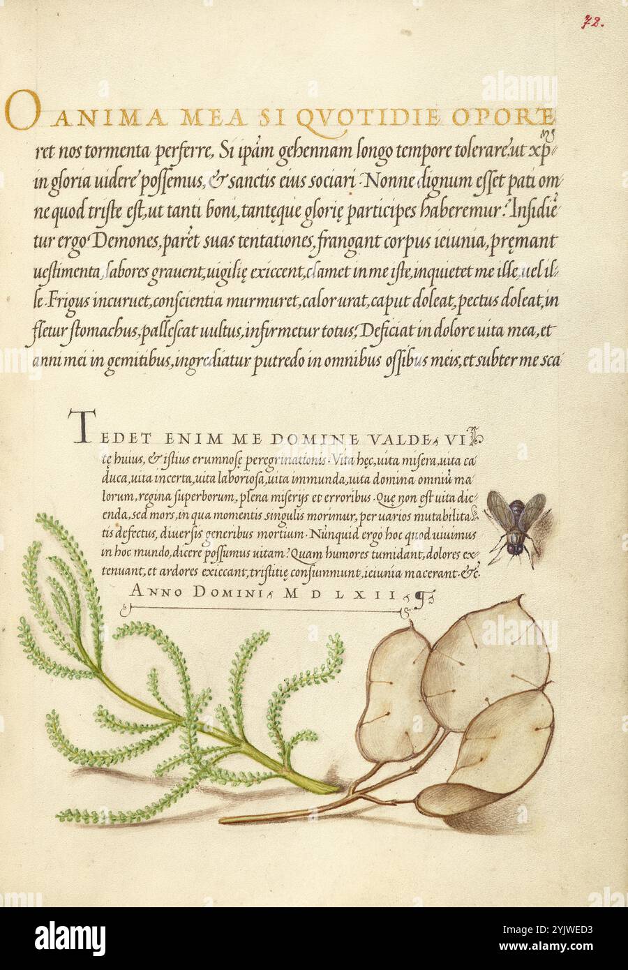 House Fly, Lavender Cotton, and Money Plant; mira calligraphiae monumenta, 1561-1562; illuminazione aggiunta 1591-1596. Informazioni aggiuntive: Negli anni '1500, quando la stampa divenne il metodo più comune per produrre libri, gli intellettuali apprezzarono sempre più l'inventiva degli scribi e le qualità estetiche della scrittura. Dal 1561 al 1562, Georg Bocskay, segretario di corte dell'imperatore del Sacro Romano Impero Ferdinando i, creò questo Model Book of Calligraphy per dimostrare la sua padronanza tecnica dell'immensa gamma di stili di scrittura a lui noti. L'imperatore Rodolfo II in seguito commissionò a Joris Hoefnagel di illuminare Bo Foto Stock
