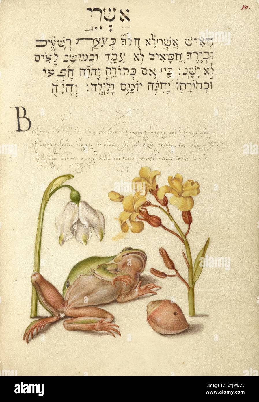 Spring Snowflake, Tree Frog, Wallflower e molluschi marini; mira calligraphiae monumenta, 1561-1562; illuminazione aggiunta 1591-1596. Informazioni aggiuntive: Negli anni '1500, quando la stampa divenne il metodo più comune per produrre libri, gli intellettuali apprezzarono sempre più l'inventiva degli scribi e le qualità estetiche della scrittura. Dal 1561 al 1562, Georg Bocskay, segretario di corte dell'imperatore del Sacro Romano Impero Ferdinando i, creò questo Model Book of Calligraphy per dimostrare la sua padronanza tecnica dell'immensa gamma di stili di scrittura a lui noti. L'imperatore Rodolfo II in seguito commissionò Joris Hoefnagel Foto Stock