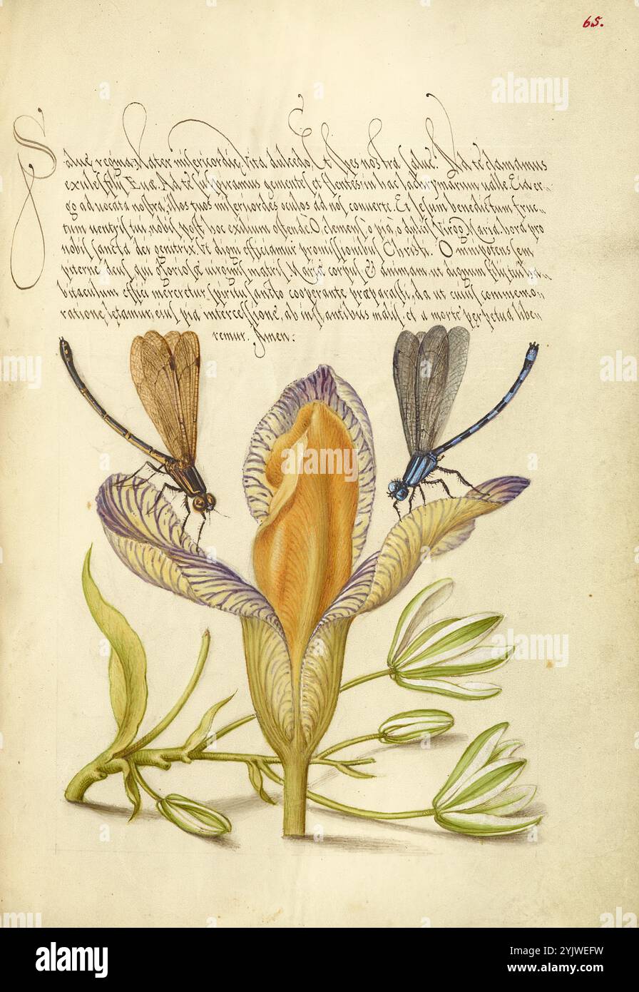 Damselflies, Iris spagnola e Stella di Betlemme; mira calligraphiae monumenta, 1561-1562; illuminazione aggiunta 1591-1596. Informazioni aggiuntive: Negli anni '1500, quando la stampa divenne il metodo più comune per produrre libri, gli intellettuali apprezzarono sempre più l'inventiva degli scribi e le qualità estetiche della scrittura. Dal 1561 al 1562, Georg Bocskay, segretario di corte dell'imperatore del Sacro Romano Impero Ferdinando i, creò questo Model Book of Calligraphy per dimostrare la sua padronanza tecnica dell'immensa gamma di stili di scrittura a lui noti. L'imperatore Rodolfo II in seguito commissionò a Joris Hoefnagel di illuminare Foto Stock