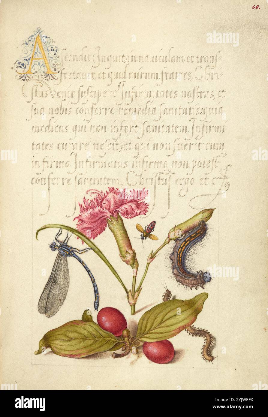 Damselfly, garofano, insetto del fuoco, Caterpillar, ciliegio Carnelian, e Centipede; mira calligraphiae monumenta, 1561-1562; illuminazione aggiunta 1591-1596. Informazioni aggiuntive: Negli anni '1500, quando la stampa divenne il metodo più comune per produrre libri, gli intellettuali apprezzarono sempre più l'inventiva degli scribi e le qualità estetiche della scrittura. Dal 1561 al 1562, Georg Bocskay, segretario di corte dell'imperatore del Sacro Romano Impero Ferdinando i, creò questo Model Book of Calligraphy per dimostrare la sua padronanza tecnica dell'immensa gamma di stili di scrittura a lui noti. L'imperatore Rodolfo II in seguito commissionò l'incarico Foto Stock