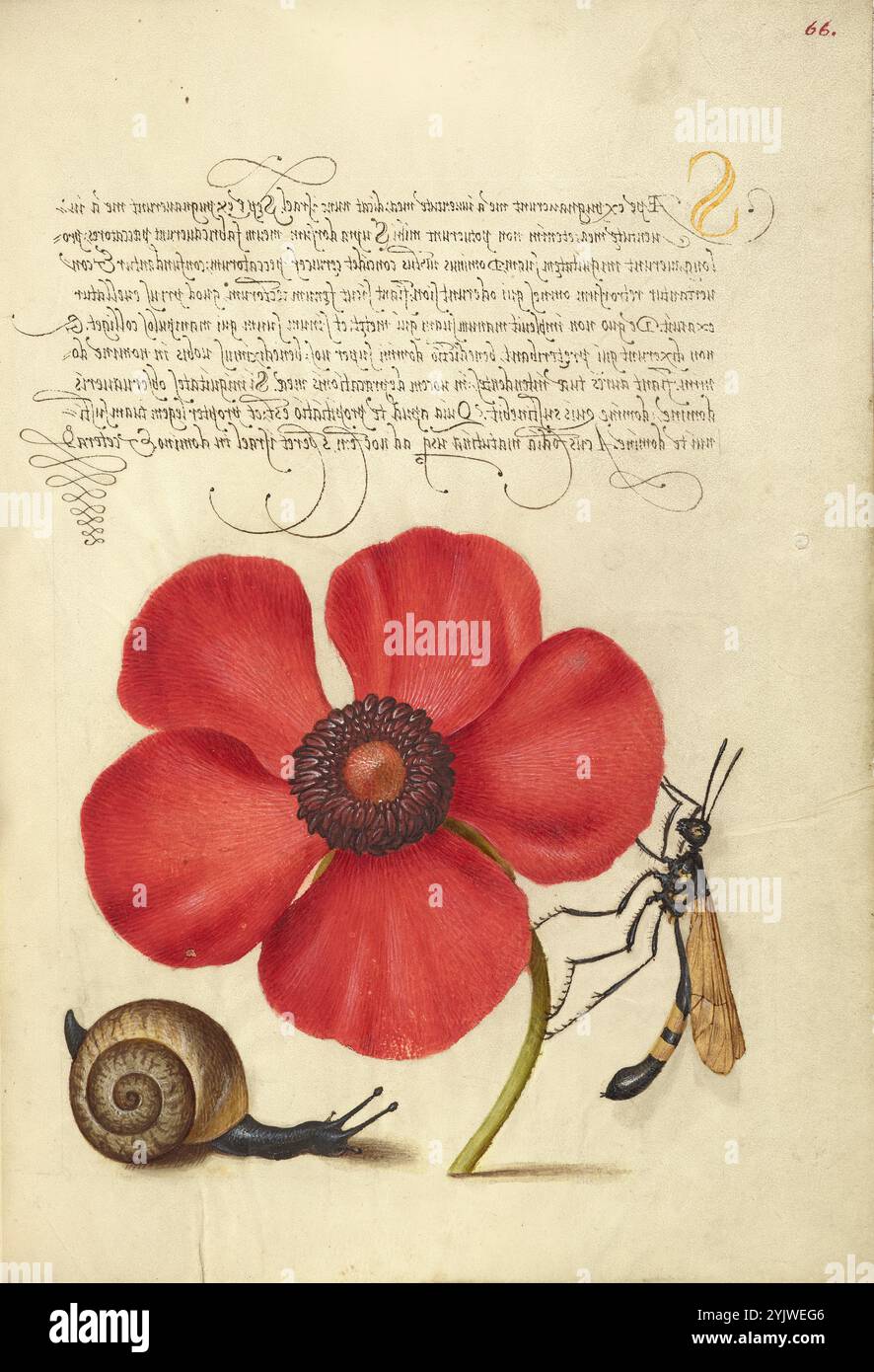 Molluschi terrestri, Poppy Anemone e Crane Fly; mira calligraphiae monumenta, 1561-1562; illuminazione aggiunta 1591-1596. Informazioni aggiuntive: Negli anni '1500, quando la stampa divenne il metodo più comune per produrre libri, gli intellettuali apprezzarono sempre più l'inventiva degli scribi e le qualità estetiche della scrittura. Dal 1561 al 1562, Georg Bocskay, segretario di corte dell'imperatore del Sacro Romano Impero Ferdinando i, creò questo Model Book of Calligraphy per dimostrare la sua padronanza tecnica dell'immensa gamma di stili di scrittura a lui noti. L'imperatore Rodolfo II in seguito commissionò Joris Hoefnagel a illumin Foto Stock