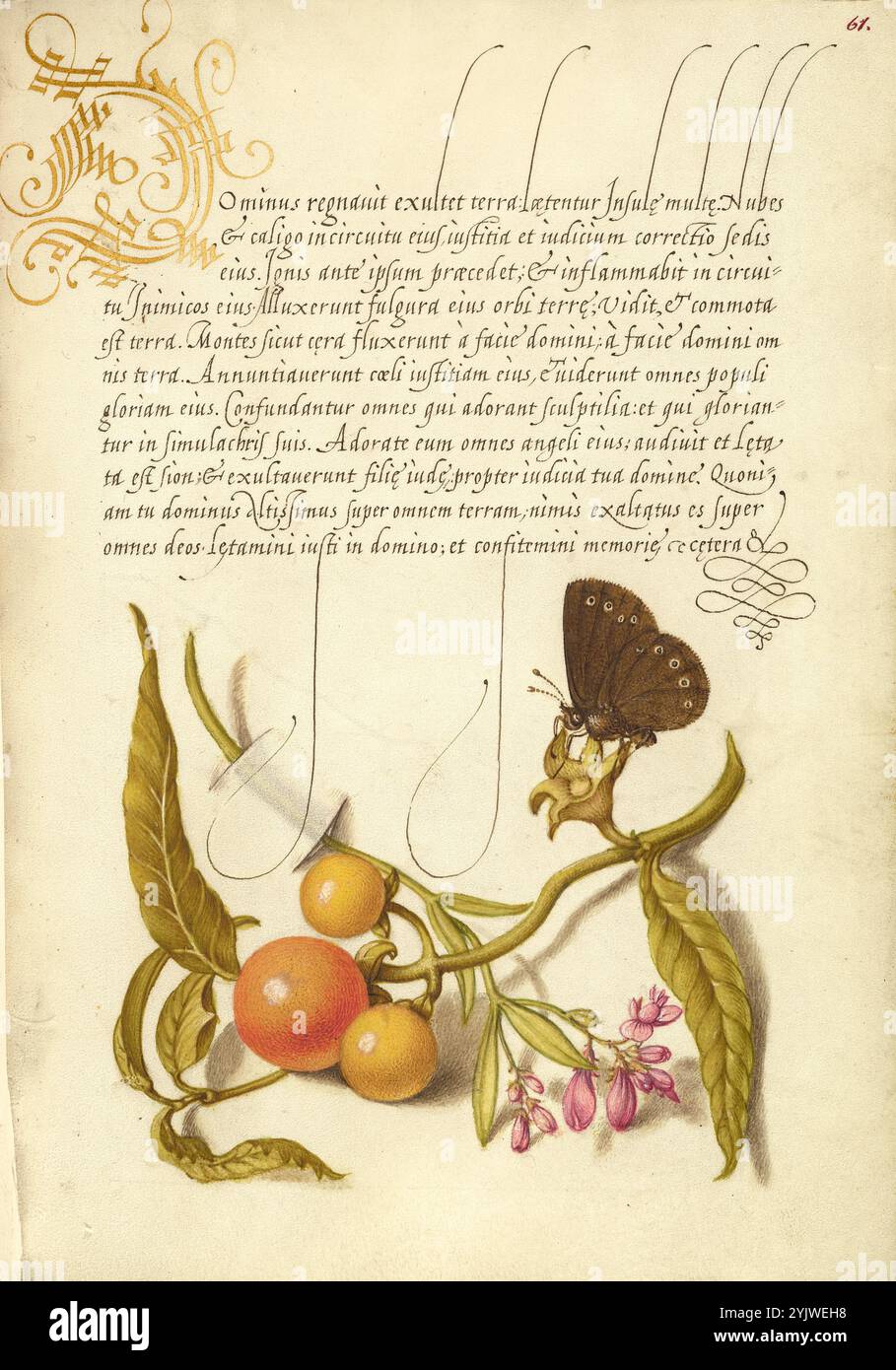 Ringlet, False Jerusalem Cherry e Milkwort; mira calligraphiae monumenta, 1561-1562; illuminazione aggiunta 1591-1596. Informazioni aggiuntive: Negli anni '1500, quando la stampa divenne il metodo più comune per produrre libri, gli intellettuali apprezzarono sempre più l'inventiva degli scribi e le qualità estetiche della scrittura. Dal 1561 al 1562, Georg Bocskay, segretario di corte dell'imperatore del Sacro Romano Impero Ferdinando i, creò questo Model Book of Calligraphy per dimostrare la sua padronanza tecnica dell'immensa gamma di stili di scrittura a lui noti. L'imperatore Rodolfo II in seguito incaricò Joris Hoefnagel di illuminare Foto Stock