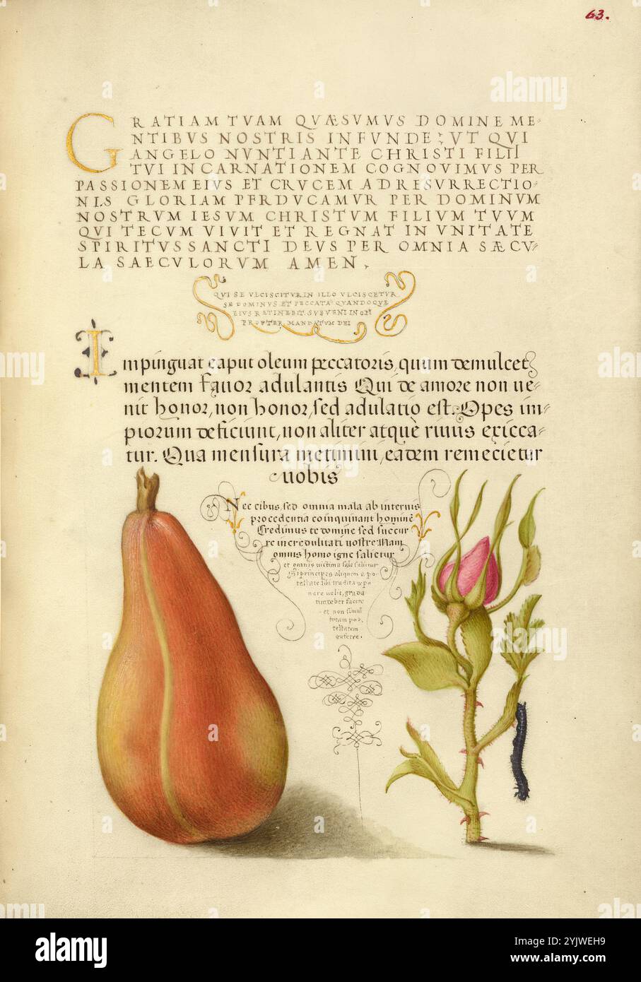 Pera, rosa francese e bruco; mira calligraphiae monumenta, 1561-1562; illuminazione aggiunta 1591-1596. Informazioni aggiuntive: Negli anni '1500, quando la stampa divenne il metodo più comune per produrre libri, gli intellettuali apprezzarono sempre più l'inventiva degli scribi e le qualità estetiche della scrittura. Dal 1561 al 1562, Georg Bocskay, segretario di corte dell'imperatore del Sacro Romano Impero Ferdinando i, creò questo Model Book of Calligraphy per dimostrare la sua padronanza tecnica dell'immensa gamma di stili di scrittura a lui noti. L'imperatore Rodolfo II in seguito commissionò a Joris Hoefnagel di illuminare i m di Bocskay Foto Stock