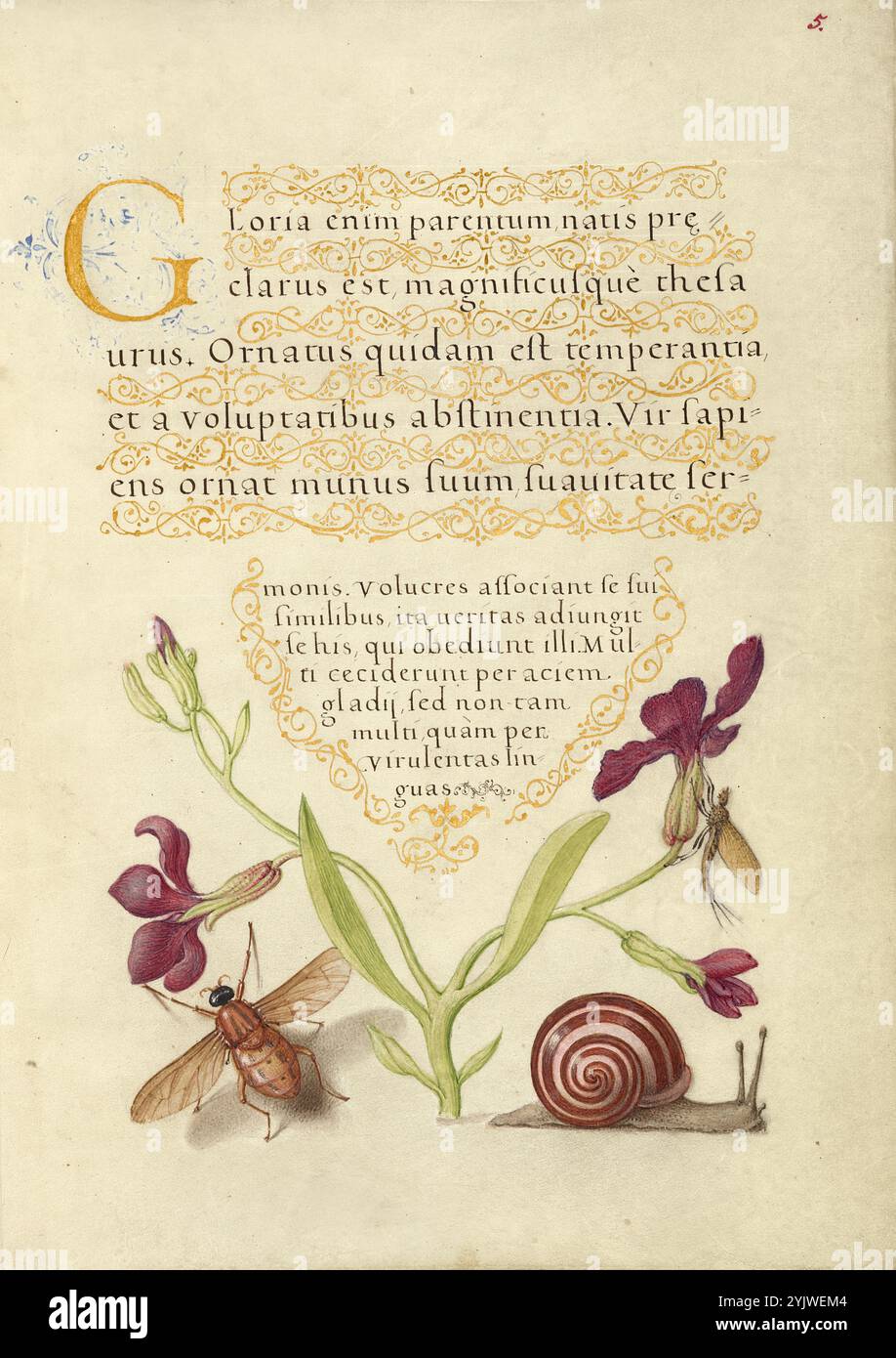 Gillyflower, Mayfly, Fly e Lumaca; mira calligraphiae monumenta, 1561-1562; illuminazione aggiunta 1591-1596. Informazioni aggiuntive: Negli anni '1500, quando la stampa divenne il metodo più comune per produrre libri, gli intellettuali apprezzarono sempre più l'inventiva degli scribi e le qualità estetiche della scrittura. Dal 1561 al 1562, Georg Bocskay, segretario di corte dell'imperatore del Sacro Romano Impero Ferdinando i, creò questo Model Book of Calligraphy per dimostrare la sua padronanza tecnica dell'immensa gamma di stili di scrittura a lui noti. L'imperatore Rodolfo II in seguito commissionò a Joris Hoefnagel di illuminare quello di Bocskay Foto Stock
