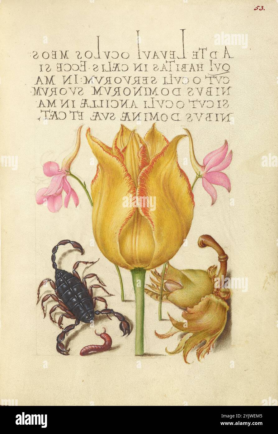 Rocket Larkspurs, Tulip, Scorpion, Millepede e European Filbert; mira calligraphiae monumenta, 1561-1562; illuminazione aggiunta 1591-1596. Informazioni aggiuntive: Negli anni '1500, quando la stampa divenne il metodo più comune per produrre libri, gli intellettuali apprezzarono sempre più l'inventiva degli scribi e le qualità estetiche della scrittura. Dal 1561 al 1562, Georg Bocskay, segretario di corte dell'imperatore del Sacro Romano Impero Ferdinando i, creò questo Model Book of Calligraphy per dimostrare la sua padronanza tecnica dell'immensa gamma di stili di scrittura a lui noti. L'imperatore Rodolfo II in seguito commissionò Joris Hoe Foto Stock