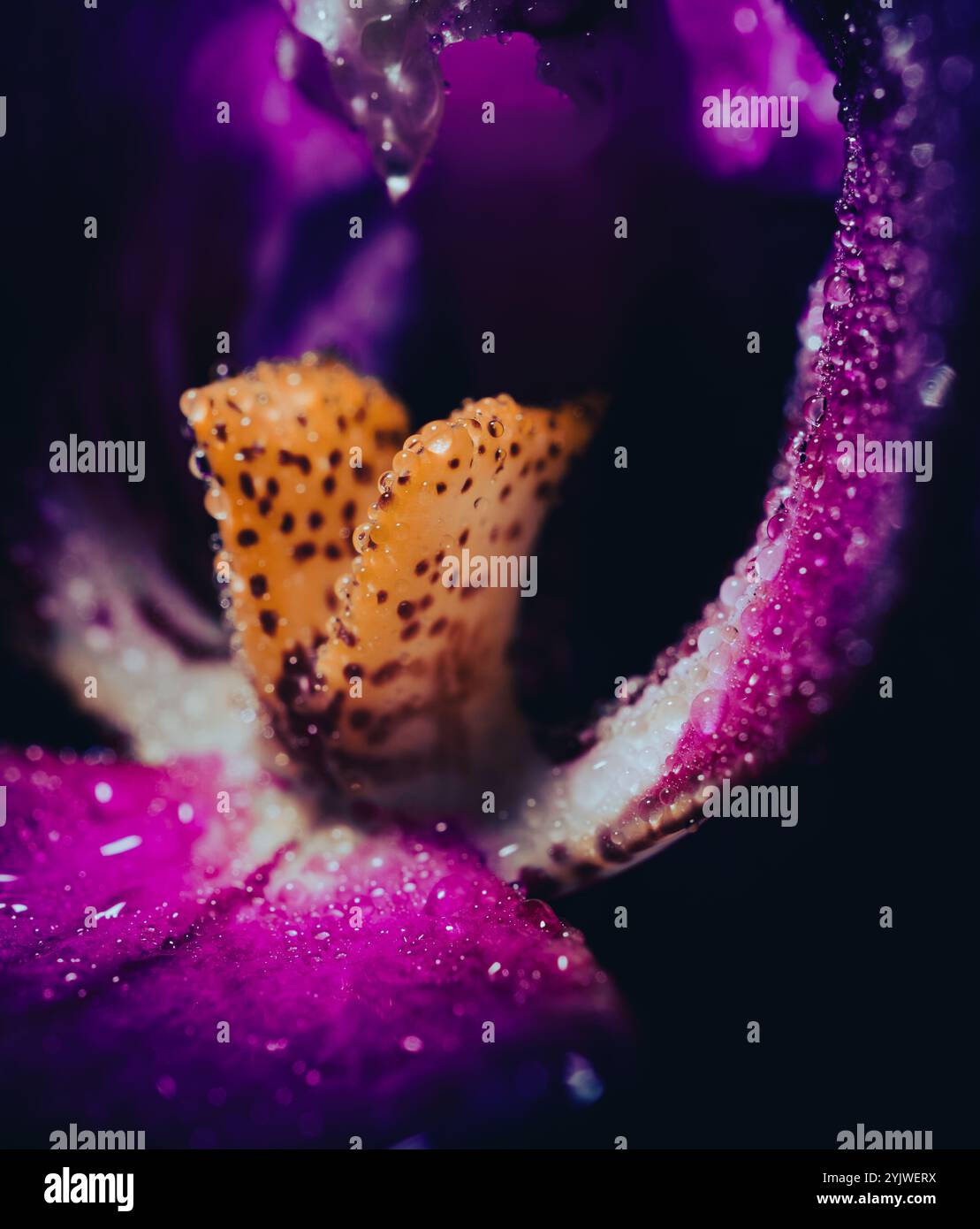 Orchid Flowers - Un viaggio macro nei vibranti dettagli della natura Foto Stock