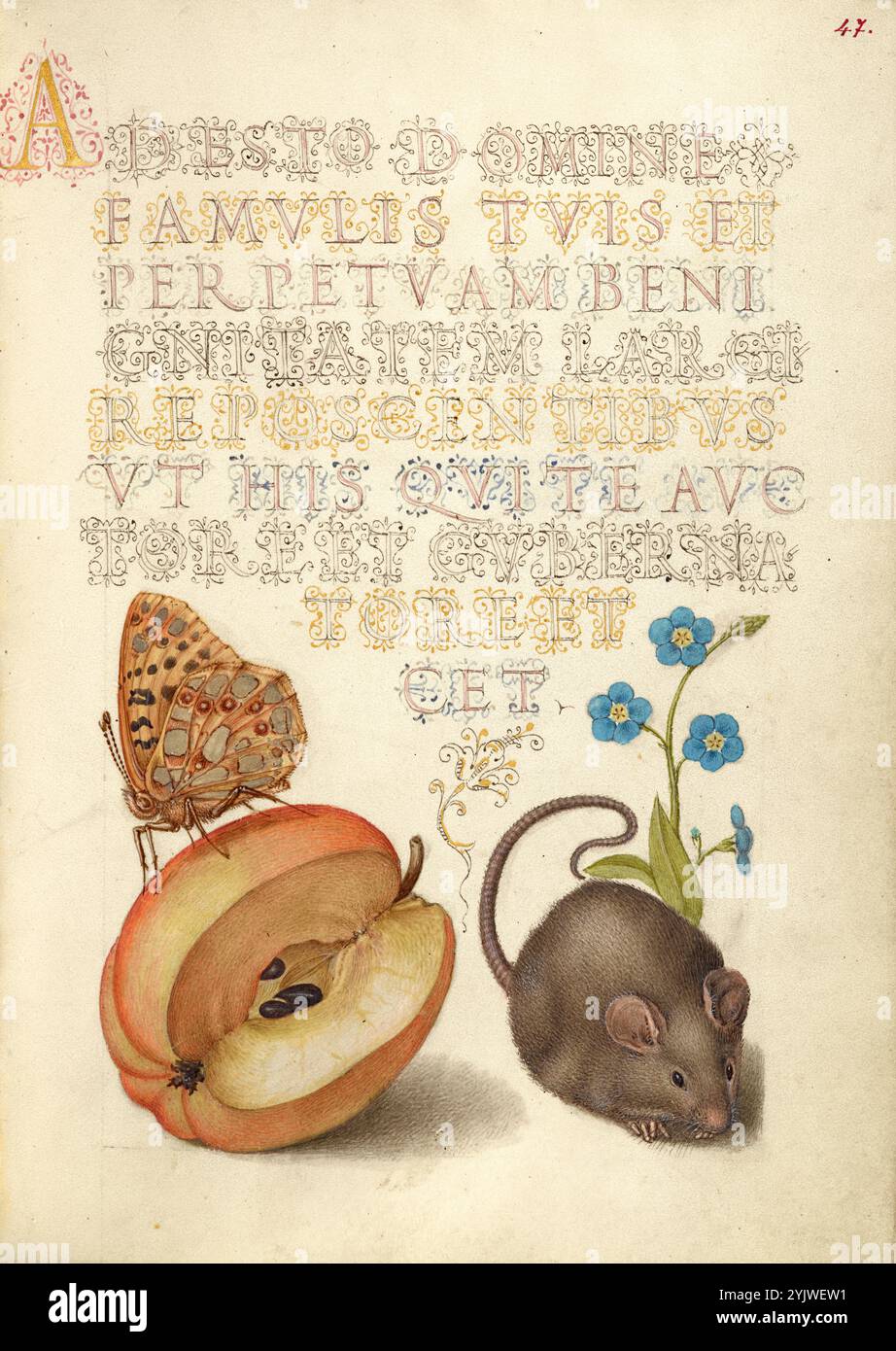 Regina di Spagna Fritillaria, Mela, mouse e strisciante Forget-me-Not; mira calligraphiae monumenta, 1561-1562; illuminazione aggiunta 1591-1596. Informazioni aggiuntive: Negli anni '1500, quando la stampa divenne il metodo più comune per produrre libri, gli intellettuali apprezzarono sempre più l'inventiva degli scribi e le qualità estetiche della scrittura. Dal 1561 al 1562, Georg Bocskay, segretario di corte dell'imperatore del Sacro Romano Impero Ferdinando i, creò questo Model Book of Calligraphy per dimostrare la sua padronanza tecnica dell'immensa gamma di stili di scrittura a lui noti. L'imperatore Rodolfo II in seguito commissionò Joris ho Foto Stock