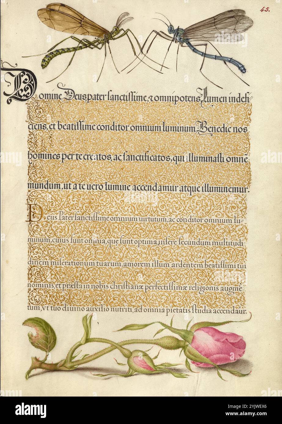 Crested Crane Fly, Insect, and French Rose; mira calligraphiae monumenta, 1561-1562; illuminazione aggiunta 1591-1596. Informazioni aggiuntive: Negli anni '1500, quando la stampa divenne il metodo più comune per produrre libri, gli intellettuali apprezzarono sempre più l'inventiva degli scribi e le qualità estetiche della scrittura. Dal 1561 al 1562, Georg Bocskay, segretario di corte dell'imperatore del Sacro Romano Impero Ferdinando i, creò questo Model Book of Calligraphy per dimostrare la sua padronanza tecnica dell'immensa gamma di stili di scrittura a lui noti. L'imperatore Rodolfo II in seguito commissionò a Joris Hoefnagel di illuminare BOC Foto Stock