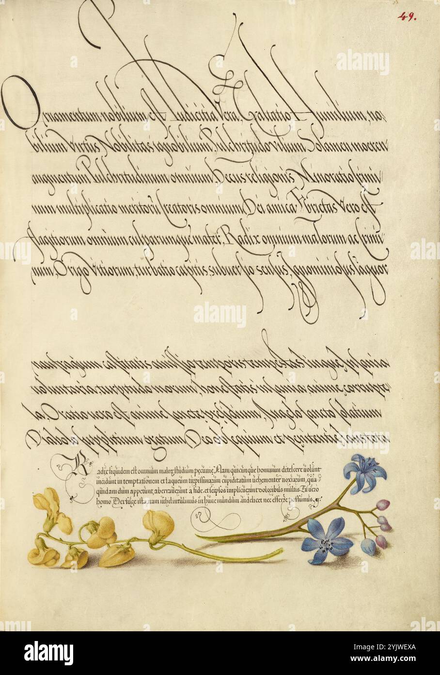 Vescica Senna e Squill alpino; mira calligraphiae monumenta, 1561-1562; illuminazione aggiunta 1591-1596. Informazioni aggiuntive: Negli anni '1500, quando la stampa divenne il metodo più comune per produrre libri, gli intellettuali apprezzarono sempre più l'inventiva degli scribi e le qualità estetiche della scrittura. Dal 1561 al 1562, Georg Bocskay, segretario di corte dell'imperatore del Sacro Romano Impero Ferdinando i, creò questo Model Book of Calligraphy per dimostrare la sua padronanza tecnica dell'immensa gamma di stili di scrittura a lui noti. L'imperatore Rodolfo II in seguito commissionò a Joris Hoefnagel di illuminare il modo di Bocskay Foto Stock