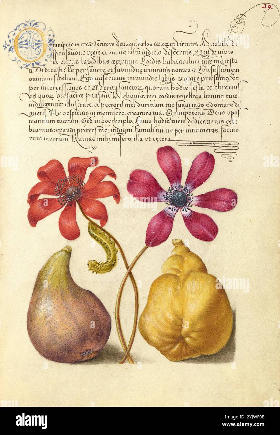 Poppy anemones, Caterpillar, Fig e Quince; mira calligraphiae monumenta, 1561-1562; illuminazione aggiunta 1591-1596. Informazioni aggiuntive: Negli anni '1500, quando la stampa divenne il metodo più comune per produrre libri, gli intellettuali apprezzarono sempre più l'inventiva degli scribi e le qualità estetiche della scrittura. Dal 1561 al 1562, Georg Bocskay, segretario di corte dell'imperatore del Sacro Romano Impero Ferdinando i, creò questo Model Book of Calligraphy per dimostrare la sua padronanza tecnica dell'immensa gamma di stili di scrittura a lui noti. L'imperatore Rodolfo II in seguito commissionò a Joris Hoefnagel di illuminare B. Foto Stock