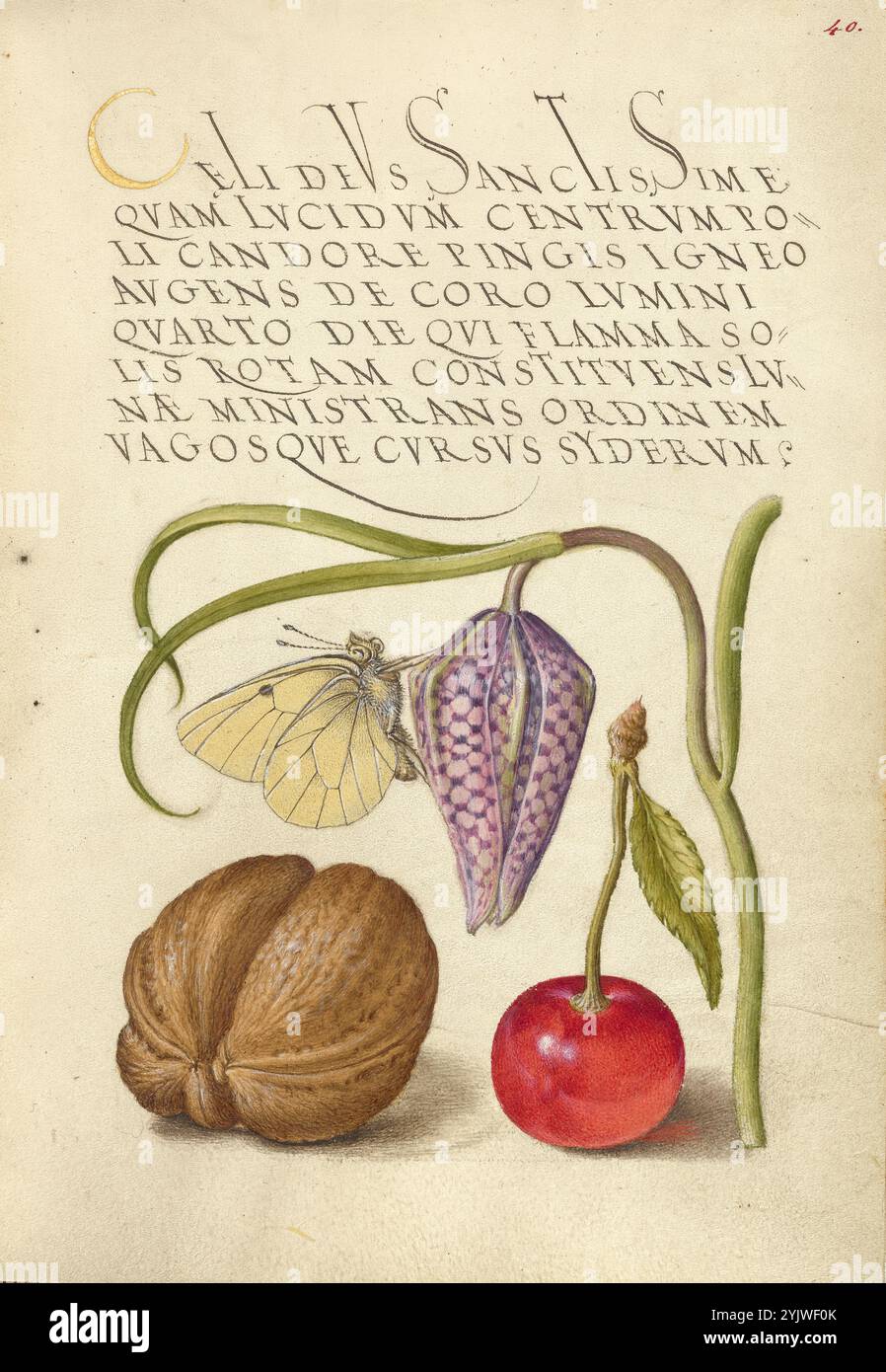 Farfalla, Snakeshead, noce inglese e ciliegia dolce; mira calligraphiae monumenta, 1561-1562; illuminazione aggiunta 1591-1596. Informazioni aggiuntive: Negli anni '1500, quando la stampa divenne il metodo più comune per produrre libri, gli intellettuali apprezzarono sempre più l'inventiva degli scribi e le qualità estetiche della scrittura. Dal 1561 al 1562, Georg Bocskay, segretario di corte dell'imperatore del Sacro Romano Impero Ferdinando i, creò questo Model Book of Calligraphy per dimostrare la sua padronanza tecnica dell'immensa gamma di stili di scrittura a lui noti. L'imperatore Rodolfo II in seguito commissionò Joris Hoefnagel a i Foto Stock